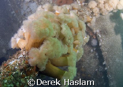 Plumose anemone's on the Scylla. Cornwall. D200, 16mm. by Derek Haslam 